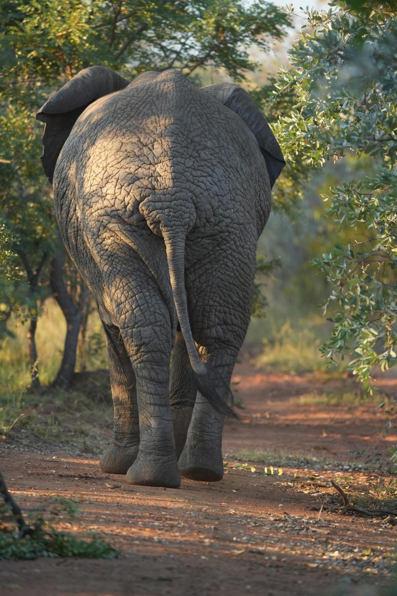 Shibula Safari Lodge Заповедник Велгевонден Экстерьер фото