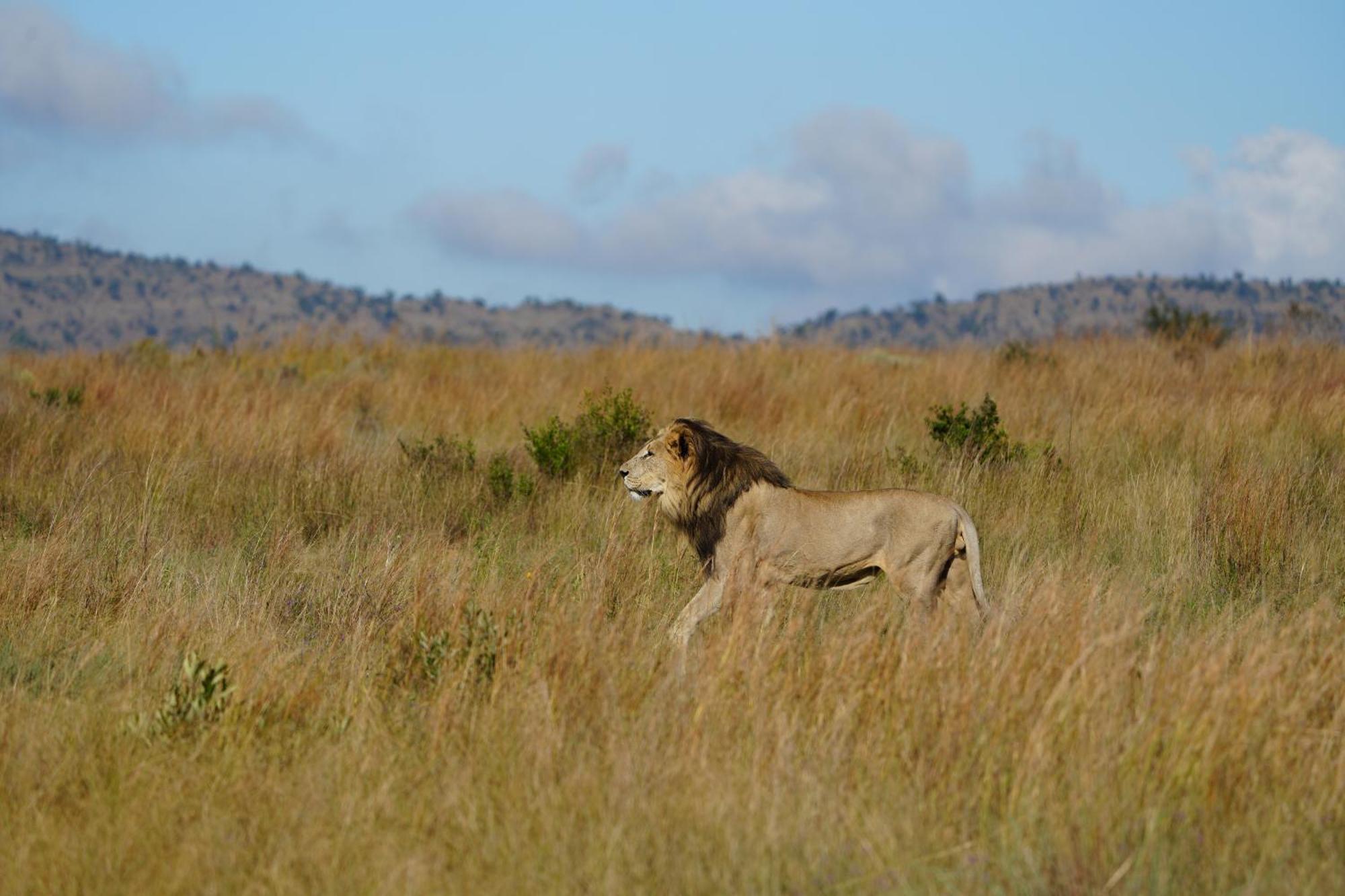 Shibula Safari Lodge Заповедник Велгевонден Экстерьер фото